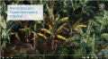 FAO - Reconocimiento y detección de la Marchitez por Fusarium raza 4 Tropical